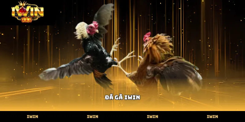 Các giống gà chiến dũng mãnh tại sảnh đá gà IWIN